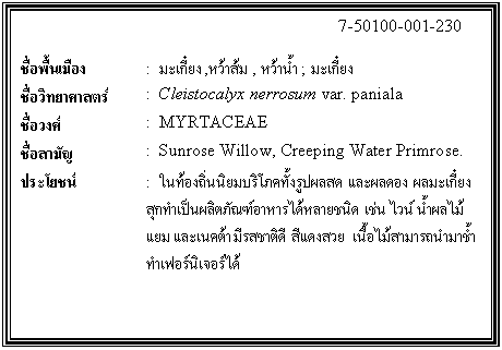 กล่องข้อความ: 7-50100-001-230 ชื่อพื้นเมือง : มะเกี๋ยง ,หว้าส้ม , หว้าน้ำ ; มะเกี๋ยง ชื่อวิทยาศาสตร์ : Cleistocalyx nerrosum var. paniala ชื่อวงศ์ : MYRTACEAE ชื่อสามัญ : Sunrose Willow, Creeping Water Primrose. ประโยชน์ : ในท้องถิ่นนิยมบริโภคทั้งรูปผลสด และผลดอง ผลมะเกี๋ยงสุกทำเป็นผลิตภัณฑ์อาหารได้หลายชนิด เช่น ไวน์ น้ำผลไม้ แยม และเนคต้า มีรสชาติดี สีแดงสวย เนื้อไม้สามารถนำมาช้ำทำเฟอร์นิเจอร์ได้